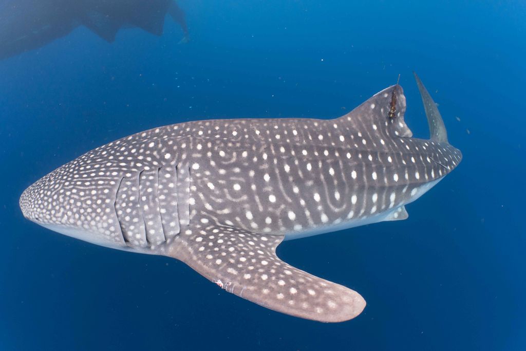 0be011a8-6fee-49db-9d11-2367e94becd4