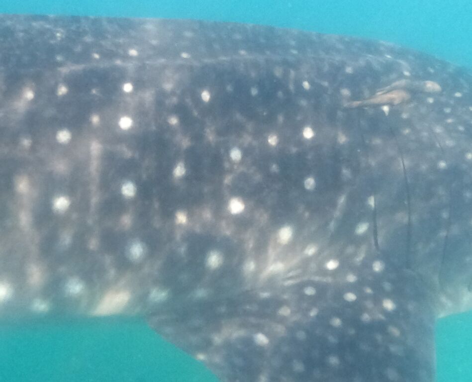 1f77e760-8b11-4fd1-80c8-cf347e72d5cf