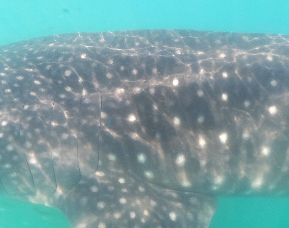 1f77e760-8b11-4fd1-80c8-cf347e72d5cf