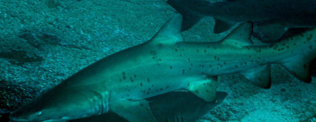 6bdaf235-d0a9-4eb8-98a0-725a2cc62190