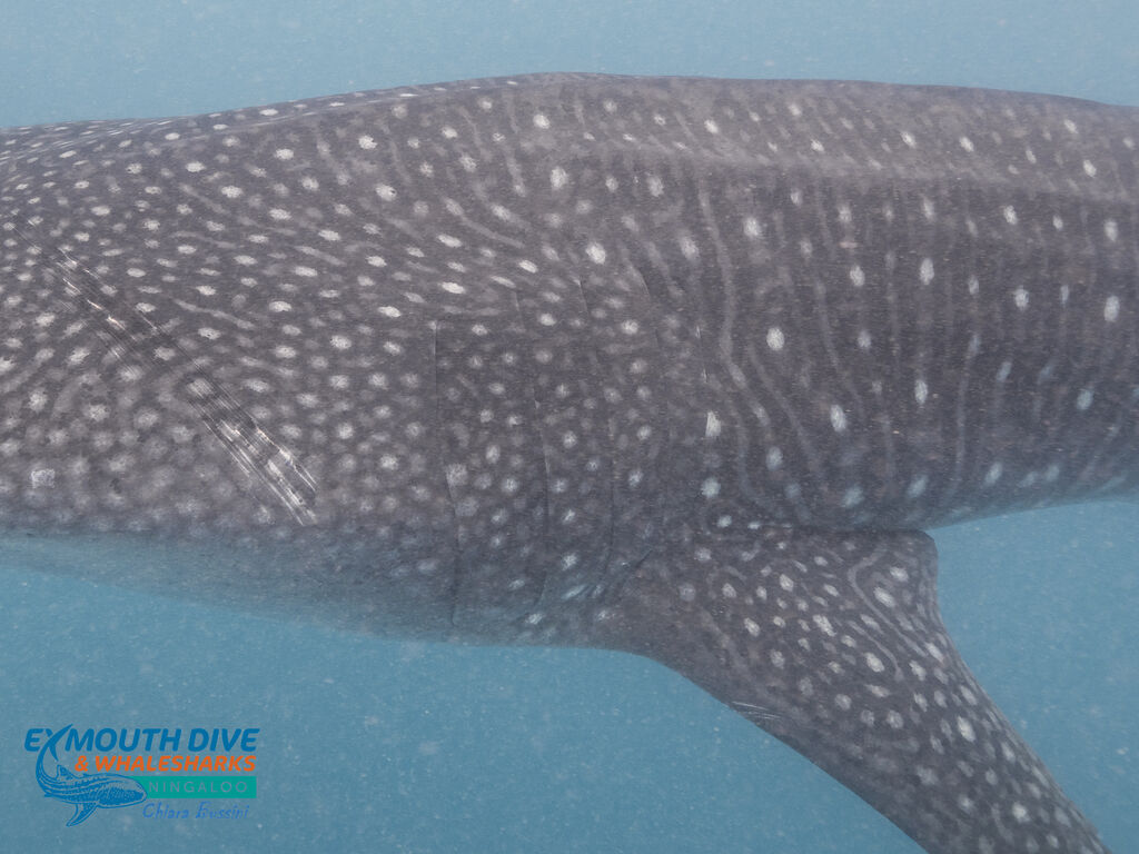 2ab54251-1687-4bcb-843f-460f81cfaeae