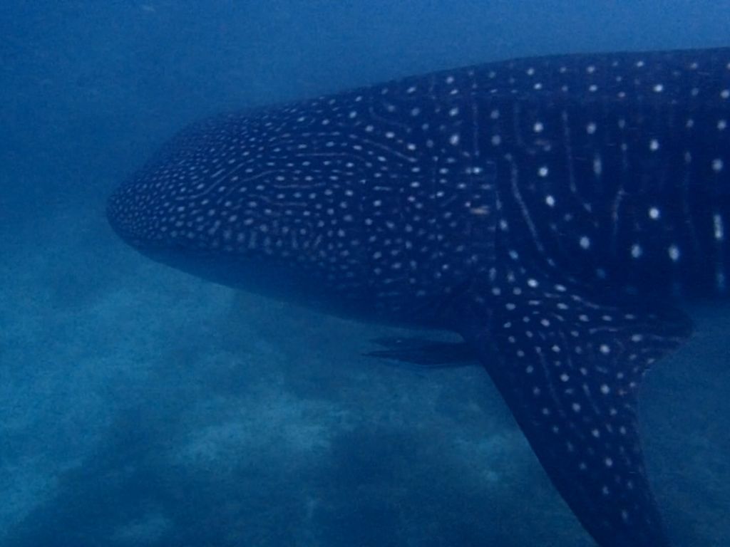 6c173cd2-82c2-4166-86a0-9cbedc2a9b48