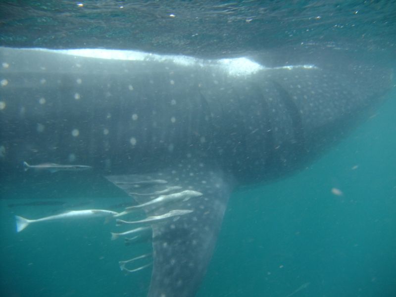 e2e3eb33-afc3-4037-ba4b-f8d2569d5298