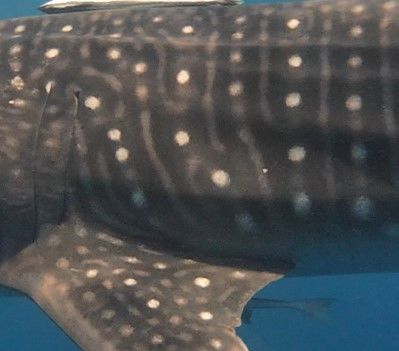 de26cebf-b817-40b1-8d86-bf4f3b95656e