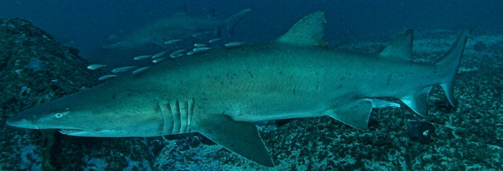 169c66d1-e7ba-4283-bb85-01241048531d