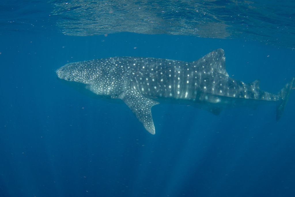 08da67f3-72c6-4c96-803b-8293d0f37210