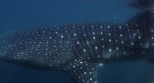 29bb5adc-d8f3-4e16-b62f-9816ea20748f