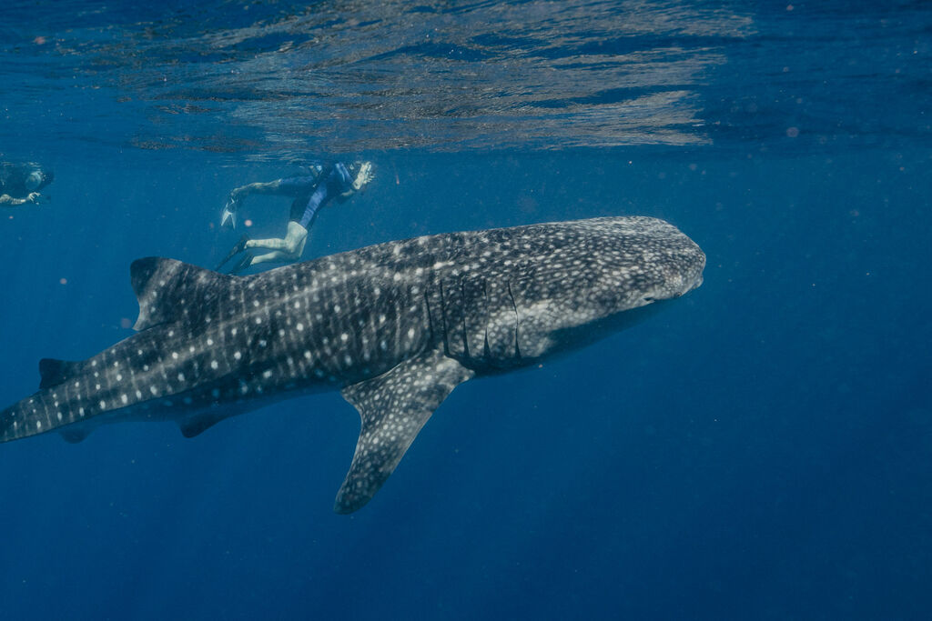 599936ef-fc4e-4626-847a-81326bde1665