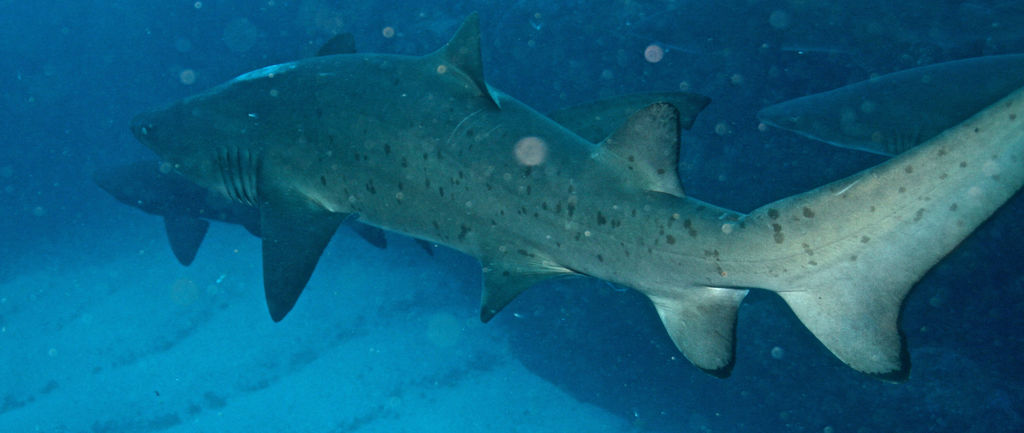 c13d314d-225f-4ebc-8ad5-3f4fde246595