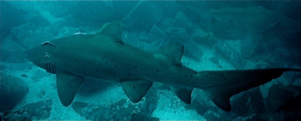 493e8e9f-4eac-4368-b000-0ca883a5c91b