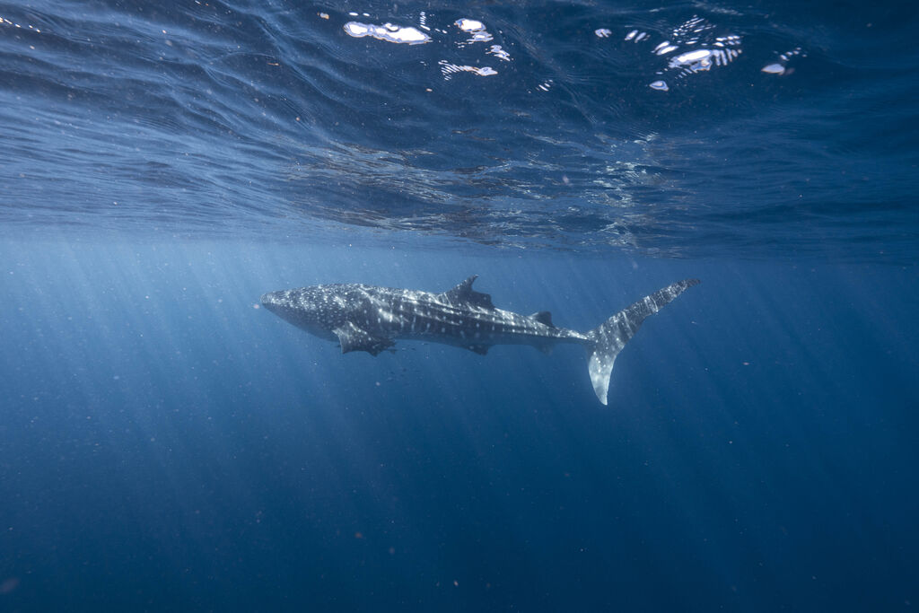 4cde312e-867f-4573-ae4c-f434027b795d