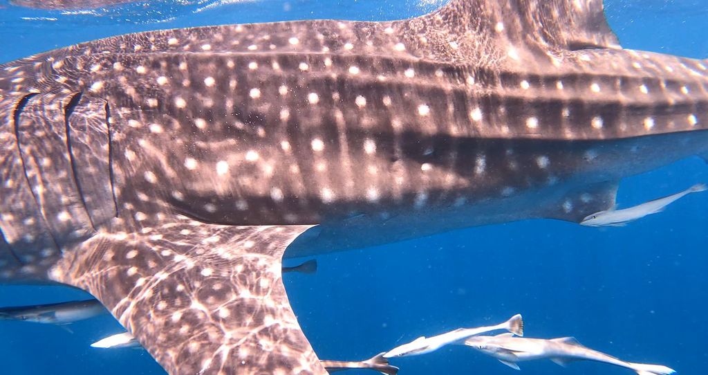 86cddad4-3254-423e-b317-149ec7aea6d5