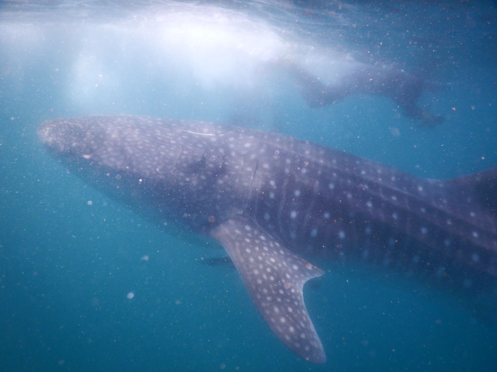 2c756e19-834e-4892-b86e-94442097dae4