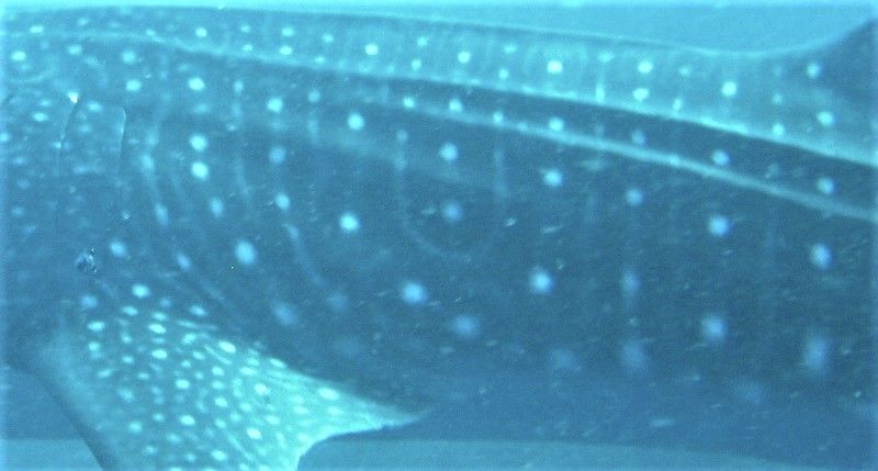 1a73bfe6-4b8c-44a4-a0c1-77f234b1596b