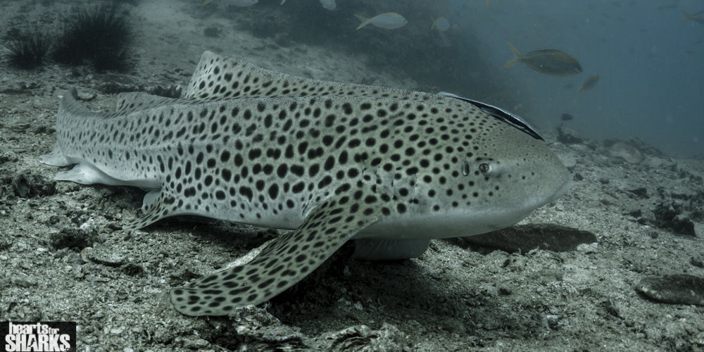 6a43b253-d824-4828-91d1-9ea1a4c5e9ea