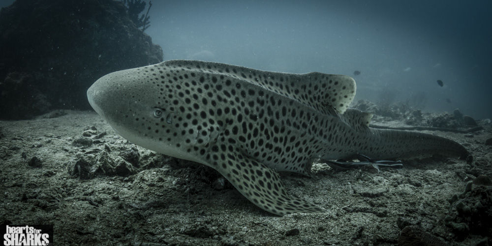 6a43b253-d824-4828-91d1-9ea1a4c5e9ea