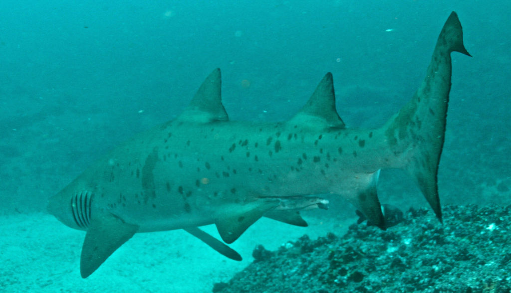 cade9dc7-580a-4838-80bd-c453c3825f7d