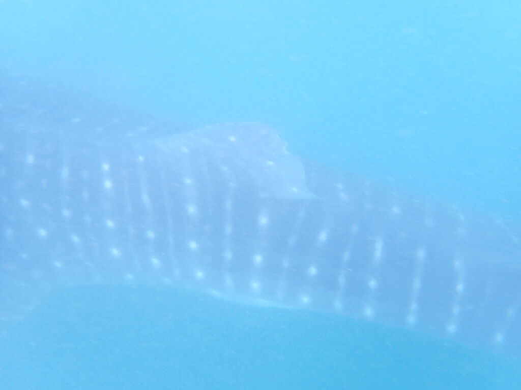 2ec6be16-bf6f-49a9-8801-5d7ae278186d