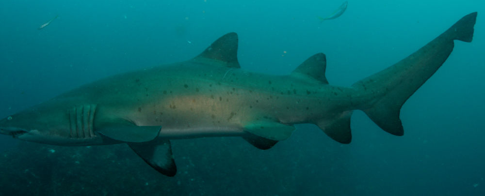 c13d314d-225f-4ebc-8ad5-3f4fde246595