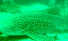 14e54f5d-d8b9-4628-a4f3-fdb2393ba762