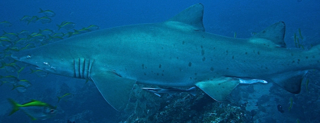 c39d26cf-423d-42c8-a0c7-5ad090245fae