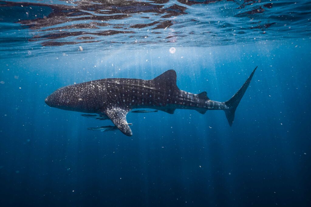 de489117-4cf1-4e28-a28f-46877e805e2c