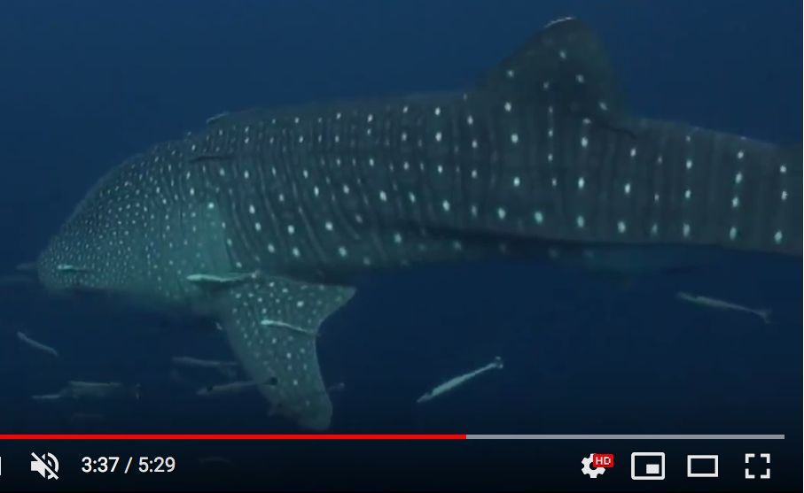 1e1b54e3-c65b-4392-aa95-af6881ccb66d