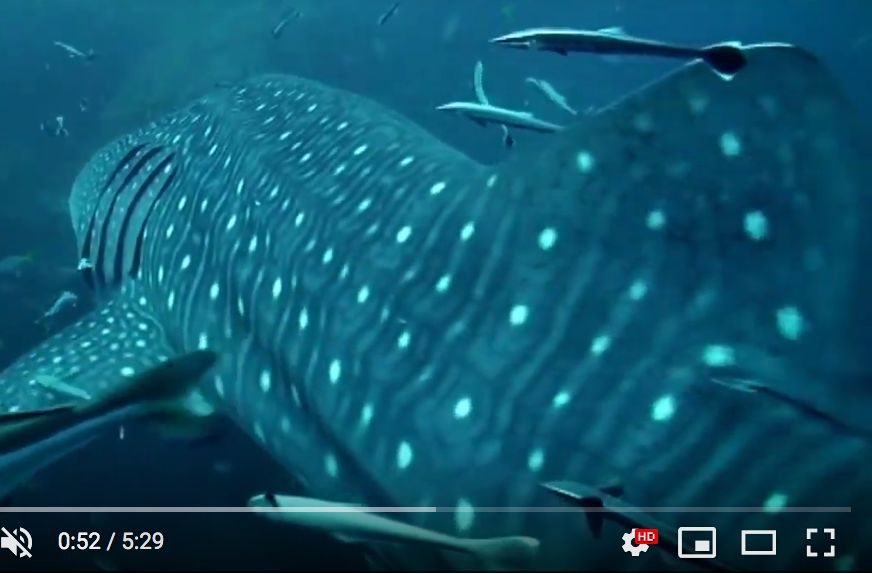 1e1b54e3-c65b-4392-aa95-af6881ccb66d