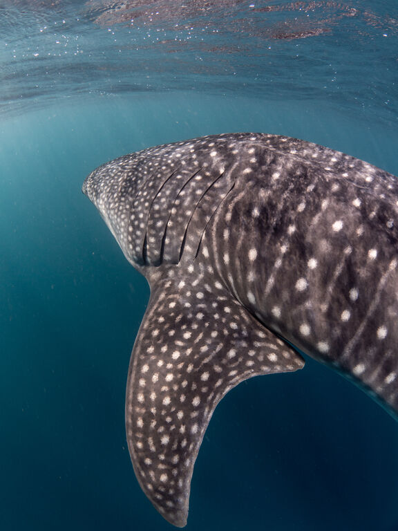 4ba90eed-5702-4031-9290-00b2b162c8cf