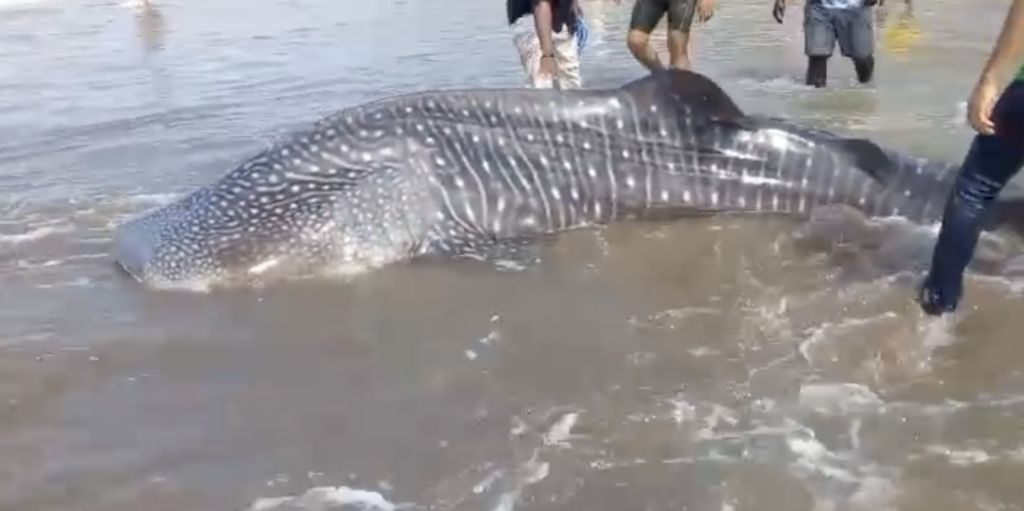 74dc3d37-ac07-44dd-9146-51a5717a107f