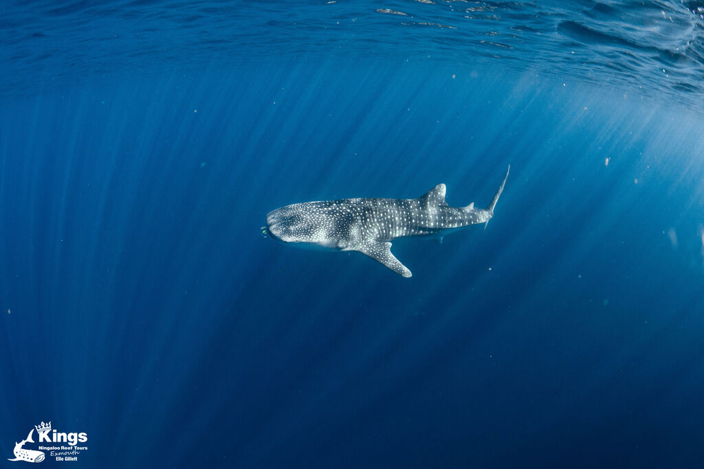 8ae88f10-a272-4b76-9979-0a0dfb3f8318