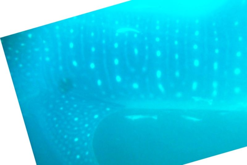 b218d69a-9926-4dbc-88ad-bf90090f3f09