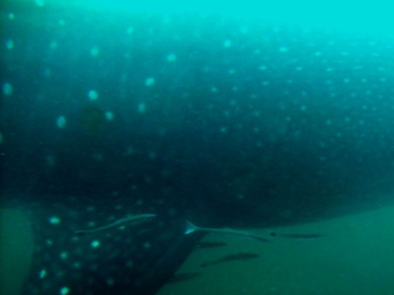 b218d69a-9926-4dbc-88ad-bf90090f3f09