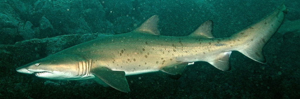 9494ff7d-6d0e-44f9-b1c7-58694cc81606