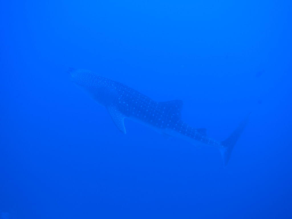 585694b3-f549-47ba-8f9a-f7f299853074