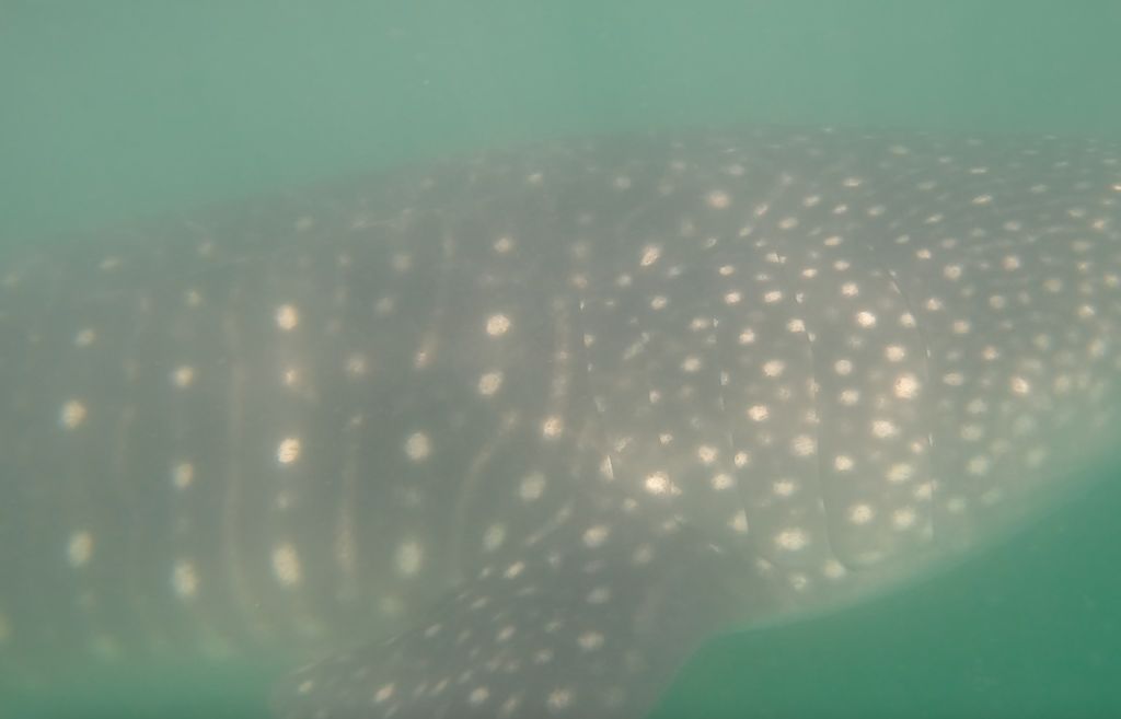 c827f133-fc26-4948-904d-52a15c5e9f39