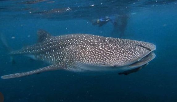 51ac6386-a704-4e02-8c2f-9fb50ef19216