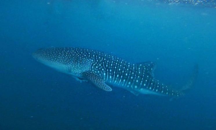 51ac6386-a704-4e02-8c2f-9fb50ef19216