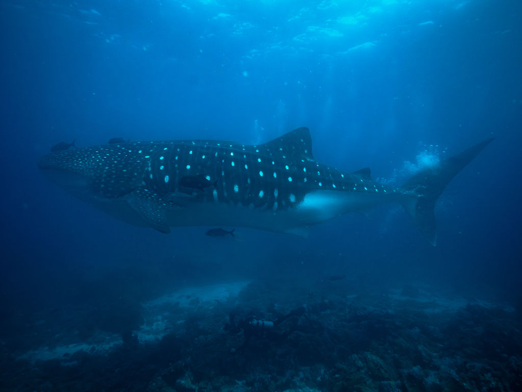 867d727e-ffc4-409b-8247-f7833a375573