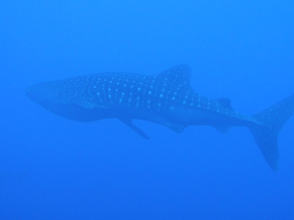 5c36e642-bef0-42d8-98f0-06e36984ac8e