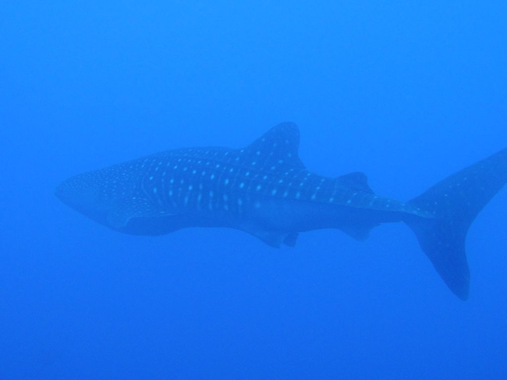 5c36e642-bef0-42d8-98f0-06e36984ac8e