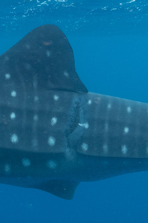 58a2f003-2586-4037-9919-856fb0212c24