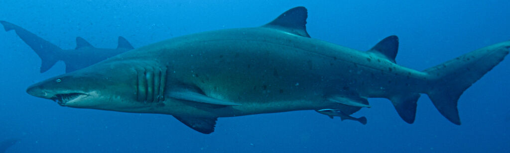 ce5fb6ff-3e9e-4621-ba45-821ef5c7e451