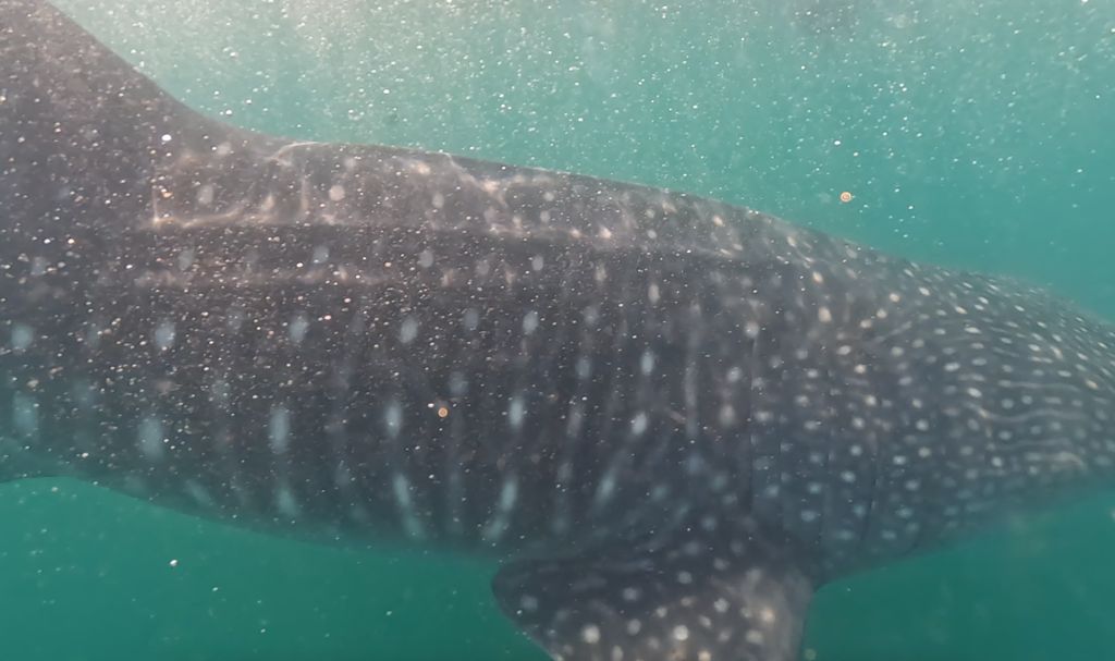 a7685401-d1da-4494-bb4f-e15537596925