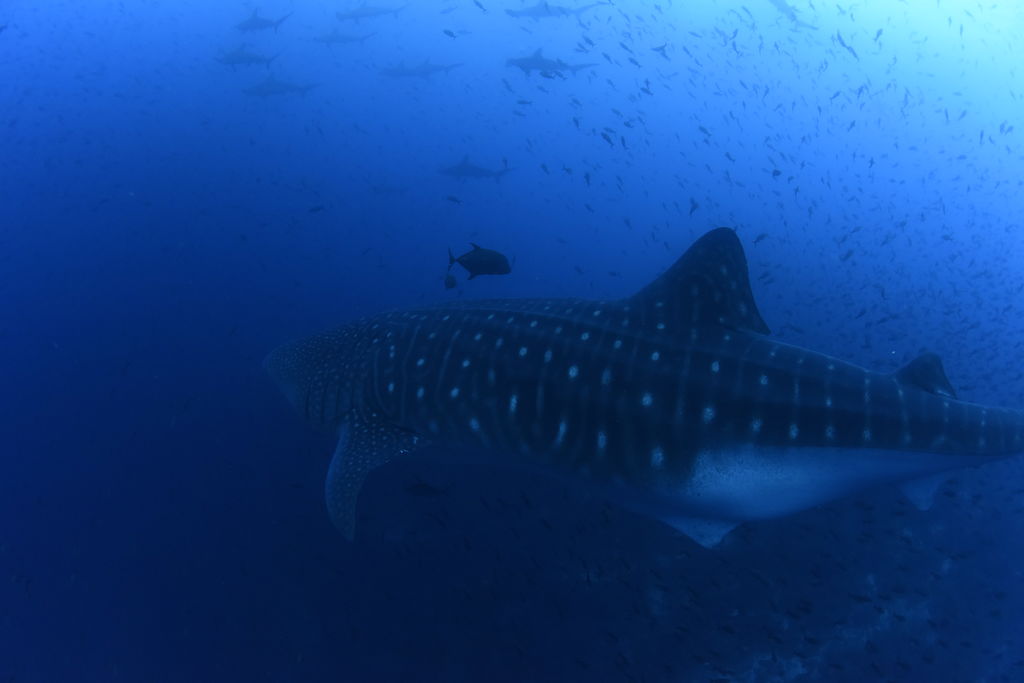 d1b6425d-d5ce-45ea-9157-b3809f141d52