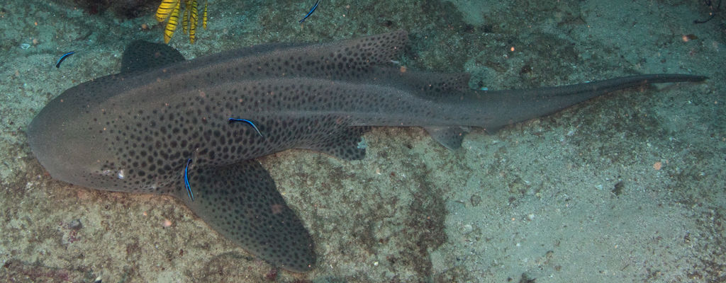 9720260f-7019-44d5-a1b6-8356feeb93c8