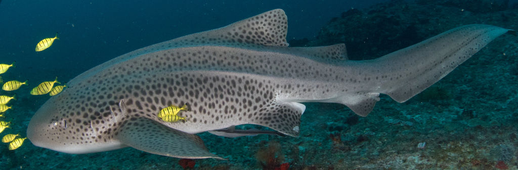 9720260f-7019-44d5-a1b6-8356feeb93c8