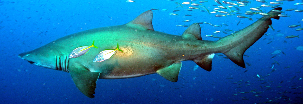 dcd90528-15e1-43a9-b947-f36ea996e5a0