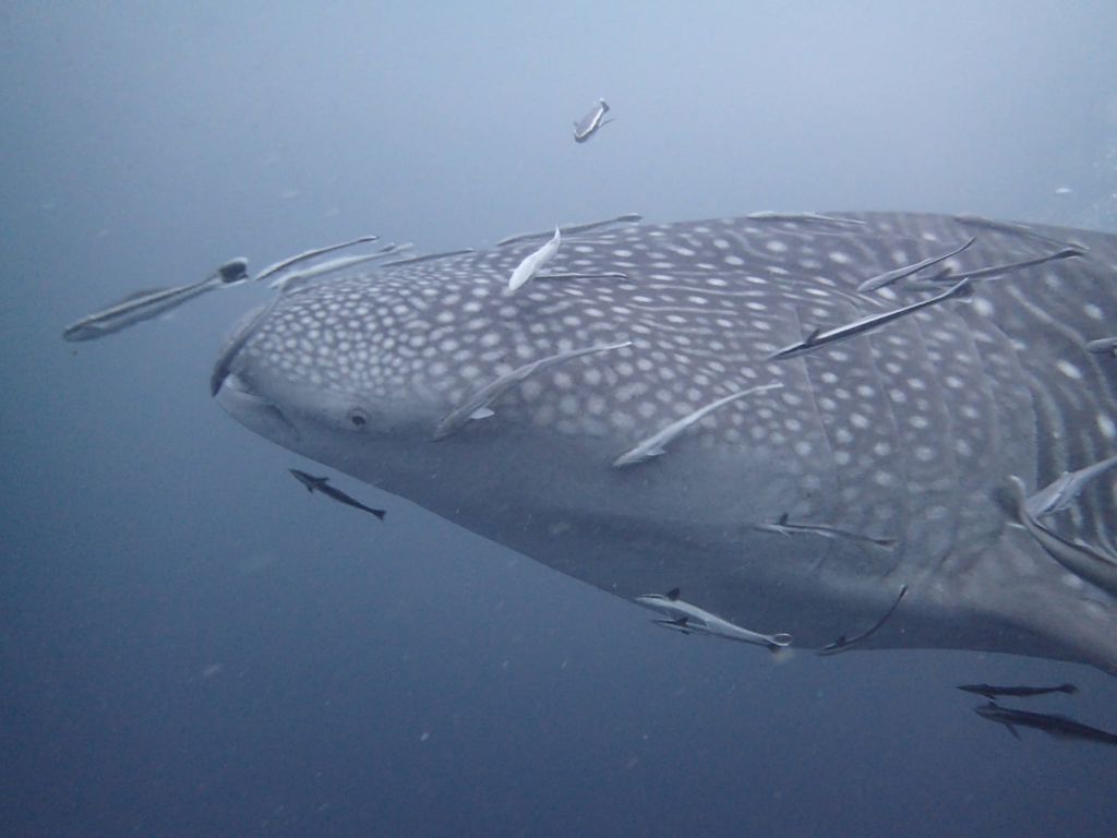 c51af935-f29d-4c76-9762-cf68edbd4b42