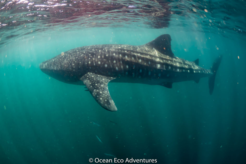 35a5a5d4-f8c9-4046-a928-eae5fb93cff7